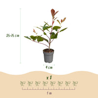 Green boutiQ - 40x Photinia fraseri Red Robin - Glansmispel - Haagplanten - Groenblijvend - Rood - Pot 9cm - Hoogte 25-35cm