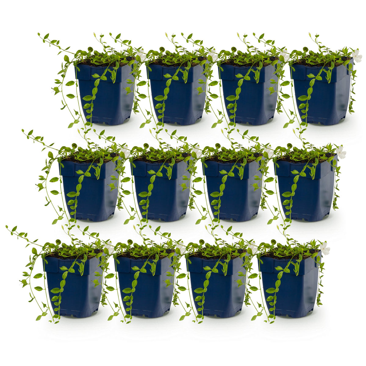 Vasteplant - Vinca minor Alba - Maagdenpalm - Bodembedekkend - Wit - 12 Planten - Pot 11cm - Hoogte 15-25cm