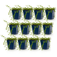 Vasteplant - Vinca minor Alba - Maagdenpalm - Bodembedekkend - Wit - 12 Planten - Pot 11cm - Hoogte 15-25cm