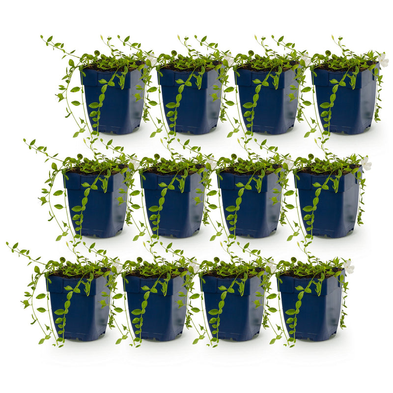 Vasteplant - Vinca minor Alba - Maagdenpalm - Bodembedekkend - Wit - 12 Planten - Pot 11cm - Hoogte 15-25cm
