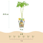 Green boutiQ - Plants fruitiers - Framboisier - Rubus idaeus Fallgold - Rustique - 6 plantes - Pot 9 cm - Framboise jaune