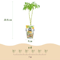 Green boutiQ - Fruitplanten - Framboos - Rubus idaeus Fallgold - Winterhard - 6 Planten - Pot 9 cm - Gele Framboos