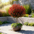Green boutiQ - Photinia sur tige - Photinia fraseri Little Red Robin - Plante de terrasse - Persistant - Rustique - Feuillage vert-rouge - Pot 19cm Hauteur 90cm