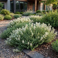 Green boutiQ - Perennial - Thymus praecox Albiflorus - White creeping thyme - Fragrant - White - 12 Plants - Pot 11cm - Height 15-25cm