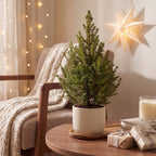 2x Picea glauca Conica - Dwarf Alberta Spruce - Green - Christmas tree - Ø17cm - ↕65cm