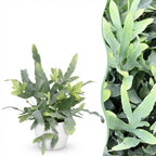 Green boutiQ - Zimmerpflanze - Phlebodium aureum Blue Star - Blaublattfarn - Haustierfreundliche Pflanze - Blau - 1 Pflanze - mit Topf Weiß - Topf 12cm - Höhe 25cm