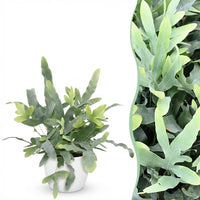 Green boutiQ - Kamerplant - Phlebodium aureum Blue Star - Blauwe Varen - Huisdiervriendelijke Plant - Blauw - 1 Plant - met Potter Wit - Pot 12cm - Hoogte 25cm
