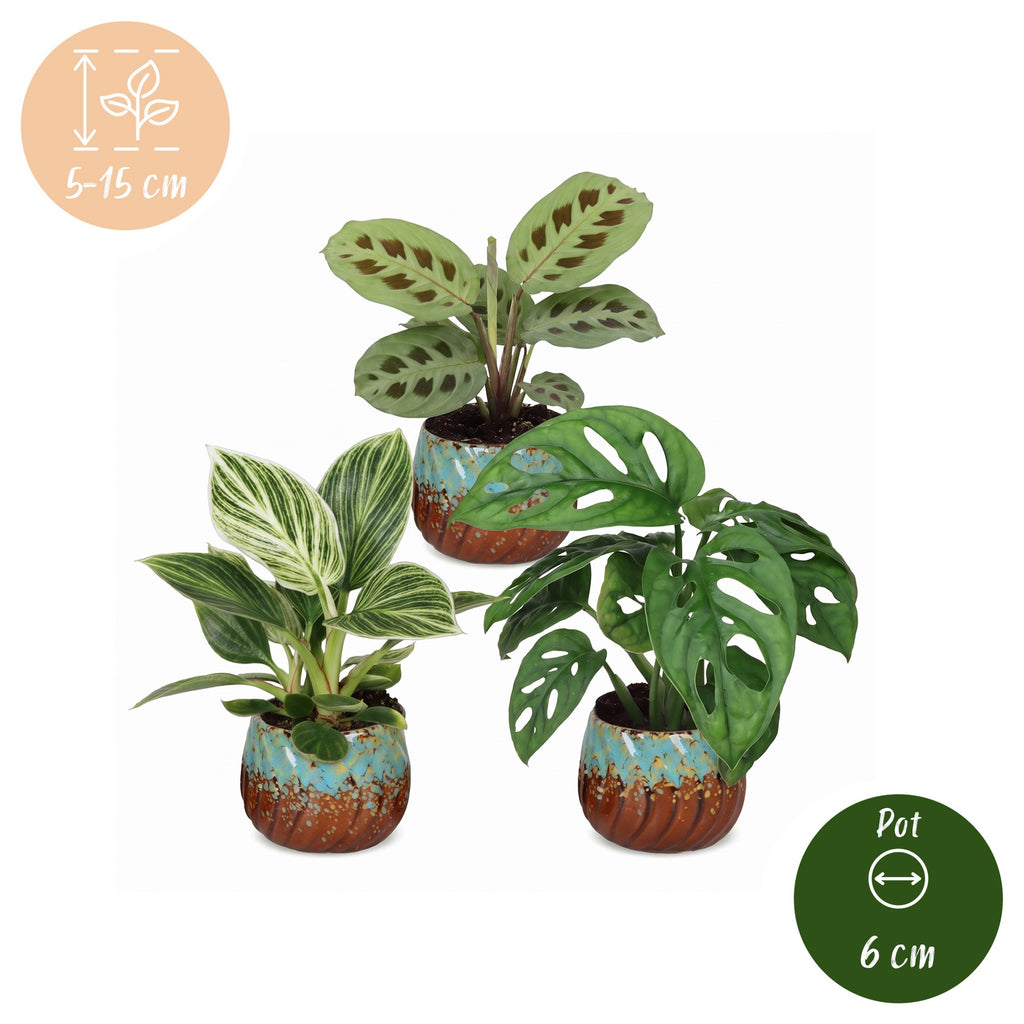 3x Baby Plants Surprise Box - Baby Plants Surprise Box - Various colours - Tropical - incl. Copper Reef - Ø6cm - ↕5-15cm