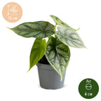 Alocasia Dragon Scale - Dragon Scale Alocasia - Green - Tropical - Ø6cm - ↕12cm