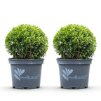 Green boutiQ - Boule de buis - BetterBuxus Skylight - Résistant à la maladie du buis - 2 plantes - pot 23cm, boule 25cm