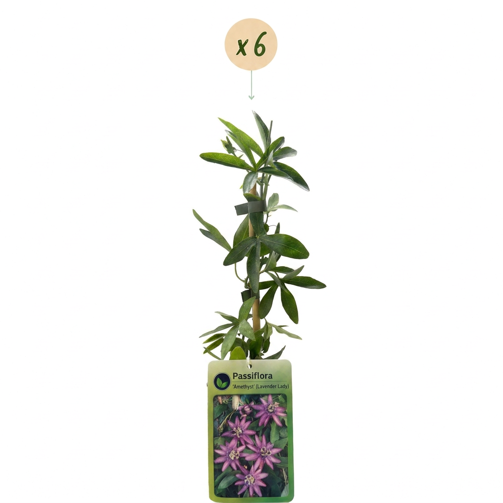 6x Passiflora Lavender Lady - Lavender Lady passionflower - Purple - Climber - Ø9cm - ↕35cm