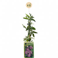 6x Passiflora Lavender Lady - Lavender Lady passionflower - Purple - Climber - Ø9cm - ↕35cm