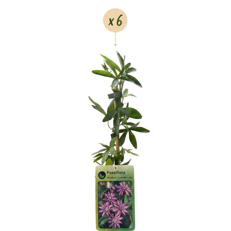 6x Passiflora Lavender Lady - Passionsblume Lavender Lady - Lila - Kletterpflanze - Ø9cm - ↕35cm