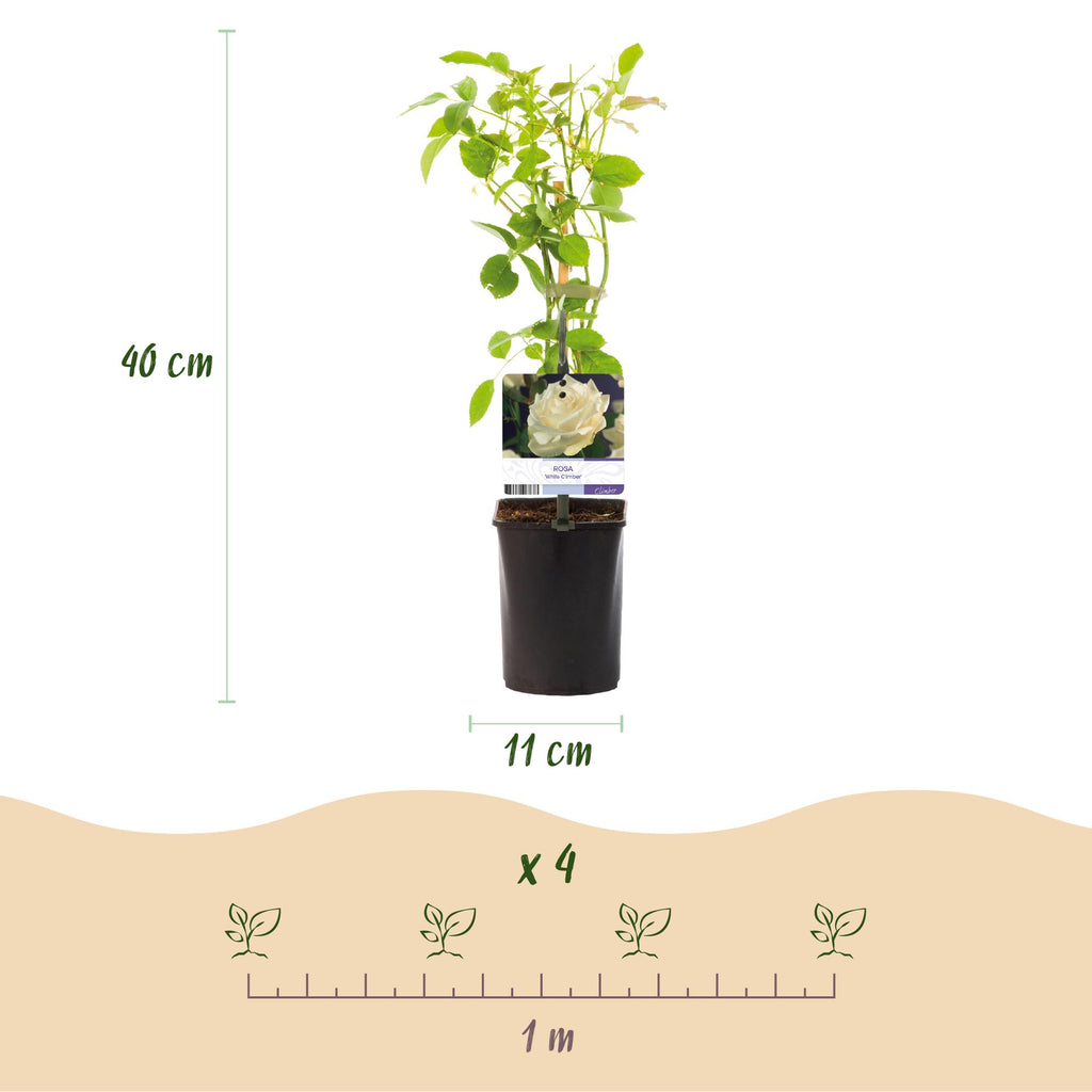 Green boutiQ - Rosier grimpant - Rosa White Climber - Fleur blanche - Peu d'entretien - 2 plantes - Pot 11cm Hauteur 40cm