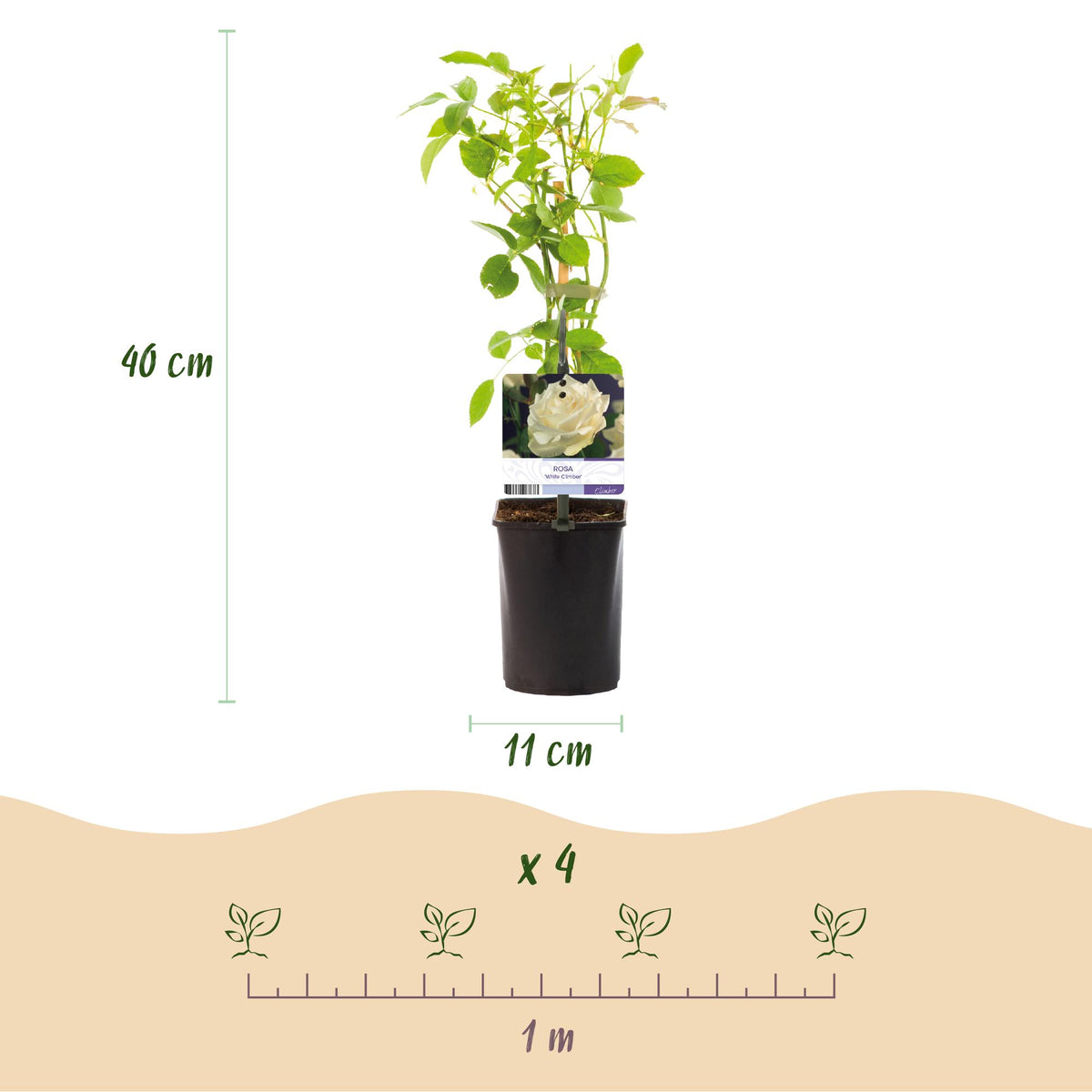 Green boutiQ - Rosier grimpant - Rosa White Climber - Fleur blanche - Peu d'entretien - 2 plantes - Pot 11cm Hauteur 40cm