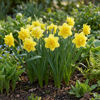 10x Narcissus Golden Ducat - Narcisse jaune à fleurs doubles - Jaune - Floraison printanière - Calibre 12/14