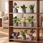 9x Baby Plants Surprise Box - Baby Plants Surprise Box - Various colours - Tropical - incl. Linnea Misty Blue - Ø6cm - ↕5-15cm