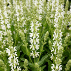 Green boutiQ - Stauden - Salvia nem. Schneehügel - Steppensalbei - Bienen- und Schmetterlingsmagnet - Weiß - 12 Pflanzen - Topf 11cm - Höhe 15-25cm