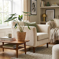 Green boutiQ - Kamerplant - Olifantsoor Zebrina - Alocasia Zebrina - Groen - Weinig onderhoud - 1 Plant - met Mand - Pot 21 cm - Hoogte 70 - 75cm