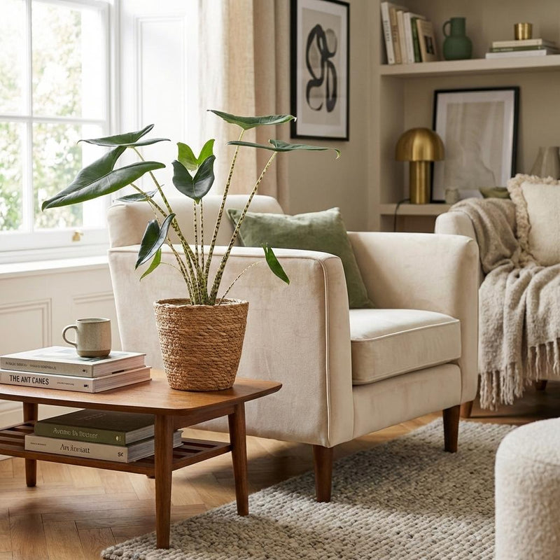Green boutiQ - Kamerplant - Olifantsoor Zebrina - Alocasia Zebrina - Groen - Weinig onderhoud - 1 Plant - met Mand - Pot 21 cm - Hoogte 70 - 75cm