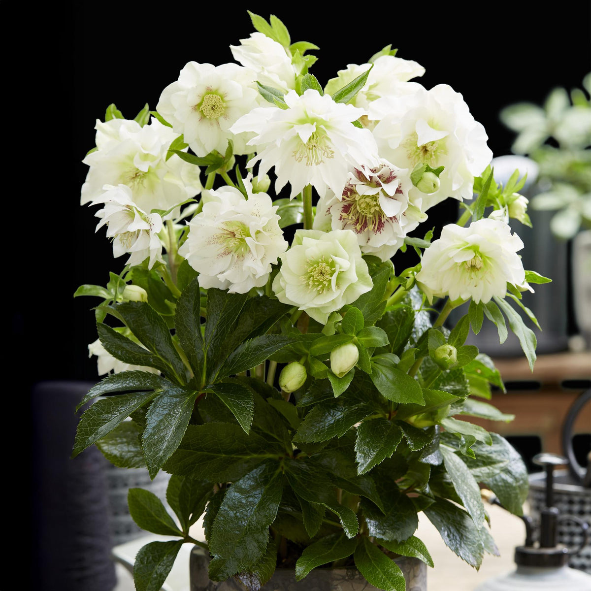 Green boutiQ - Plante de jardin - Rose de Carême - Helleborus orientalis Double Ellen White - Fleur Blanche - 2 Plantes - Persistantes - Pot 14cm Hauteur 35cm