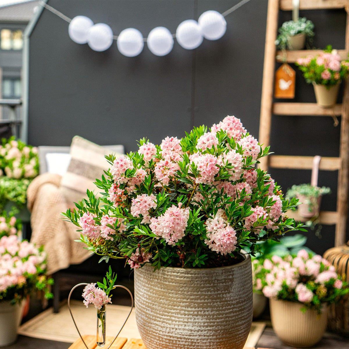 Green boutiQ - Rhododendron nain - Rhododendron Bloombux rose clair - Buis fleuri - Peu d'entretien - Fleur rose clair - 6 plantes - Pot 17 cm - Hauteur 30-40 cm