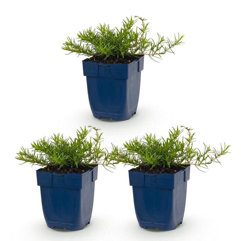 Green boutiQ - Vasteplant - Phlox Benita - Vlambloem - Bodembedekkend - Blauw - 3 Planten - Pot 11cm - Hoogte 15-25cm