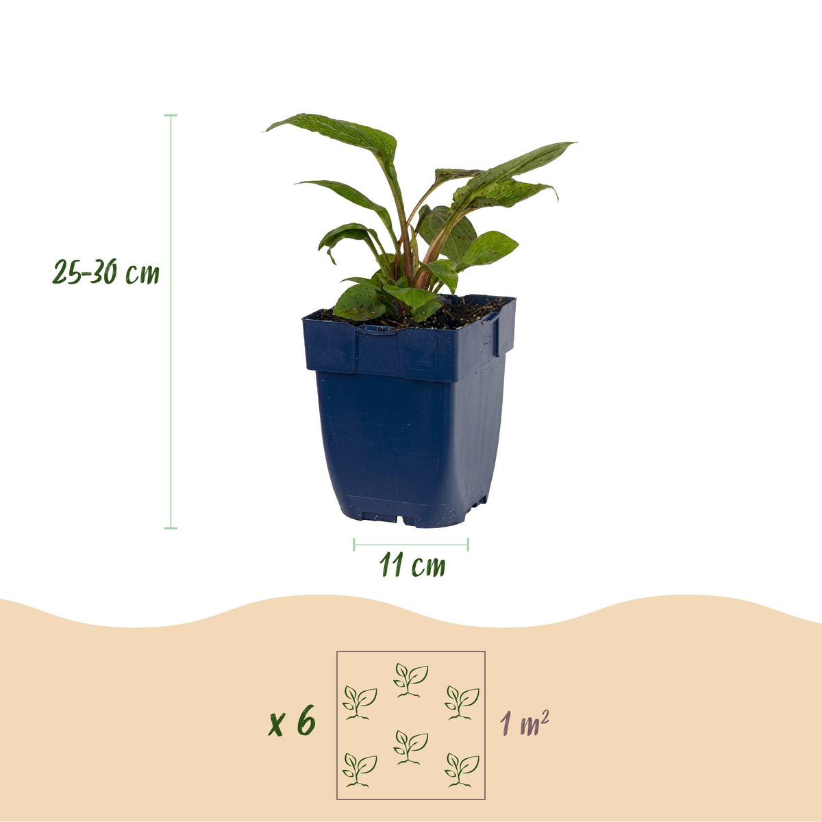 Vasteplant - Borderpakket - Bijen en vlinderlokkend - Diversen - Soorten en kleuren - 12 Planten - Pot 11cm - Hoogte 15-25cm