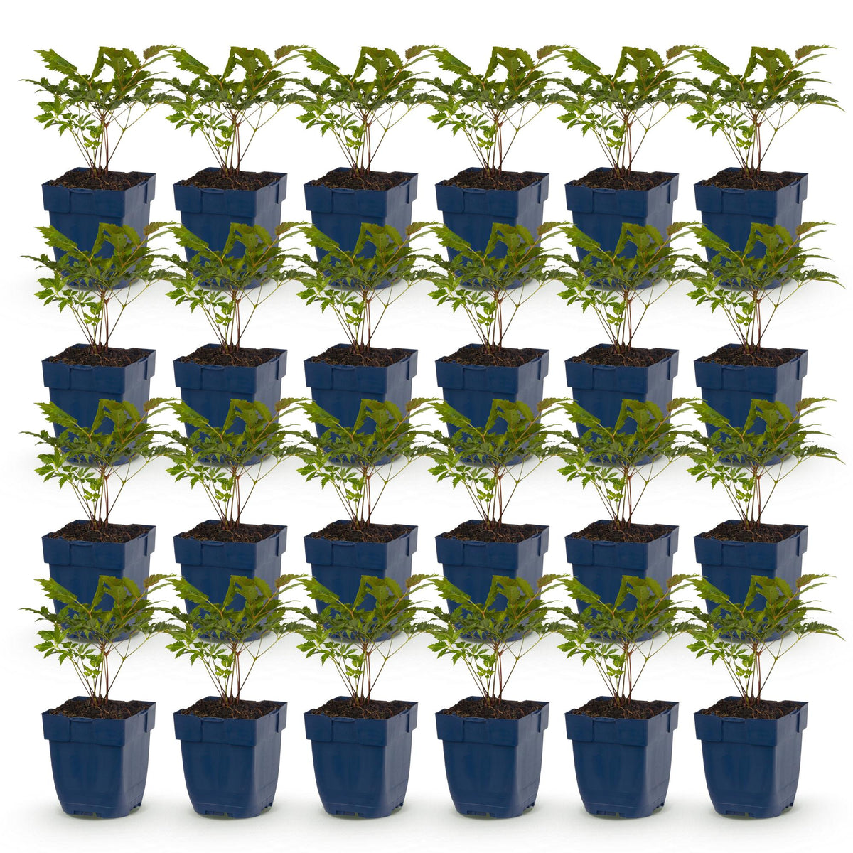 Green boutiQ - Plante vivace - Astilbe Tricolour - Astilbe - Ombre - Violet - Rose - Blanc - 24 plantes - Pot 11cm - Hauteur 15-25cm
