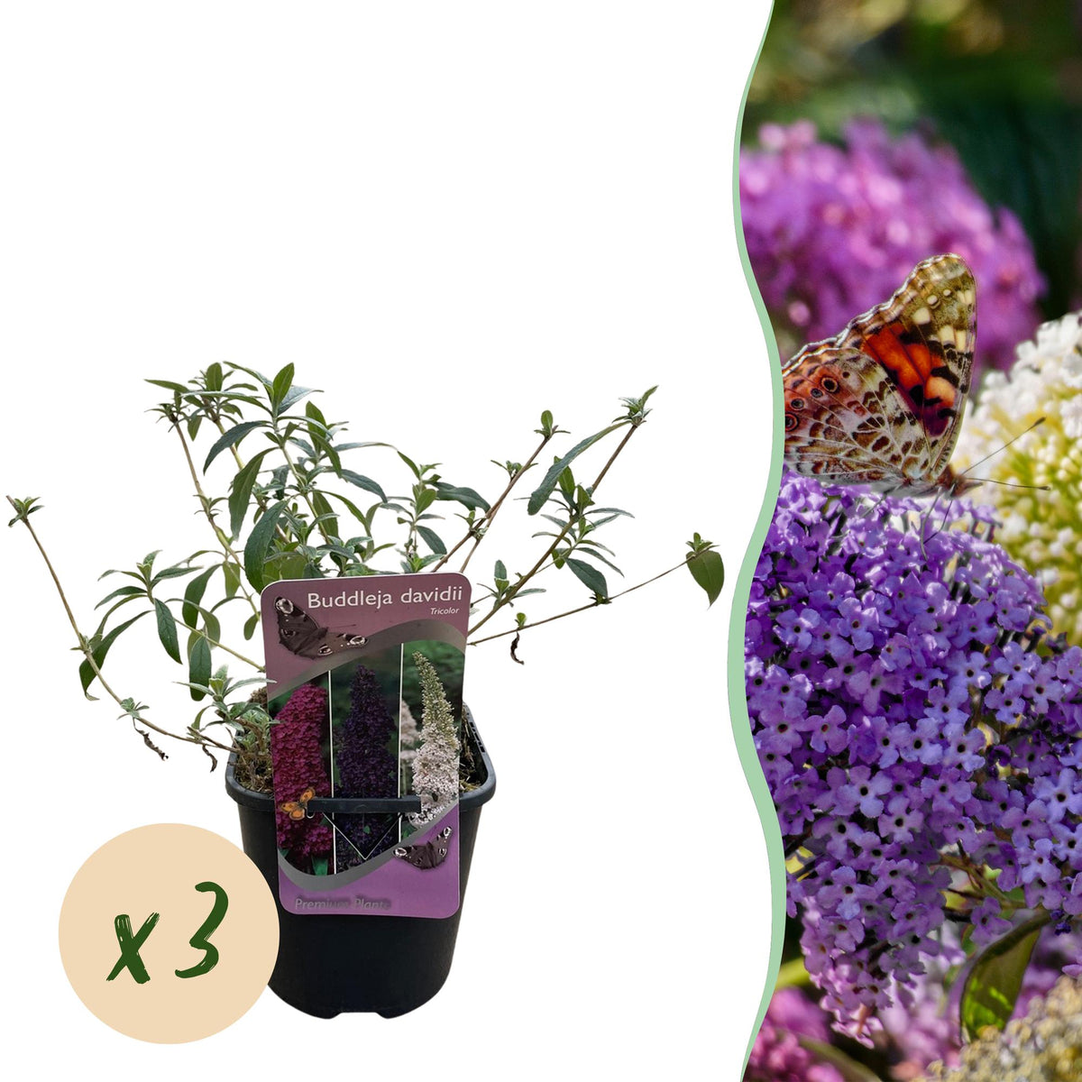 Green boutiQ - Arbre aux papillons - Buddleja davidii Tricolore - Fleurs roses, blanches et violettes - 3 plantes - 1m² - Caduc - Mellifère - Pot 17cm, hauteur 30cm