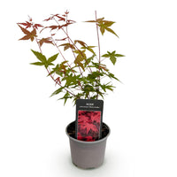 Green boutiQ - Tuinplant - Acer palmatum Beni-maiko - Rood - 1 Plant - Bladverliezend - Weinig Onderhoud - Pot 12cm Hoogte 35cm
