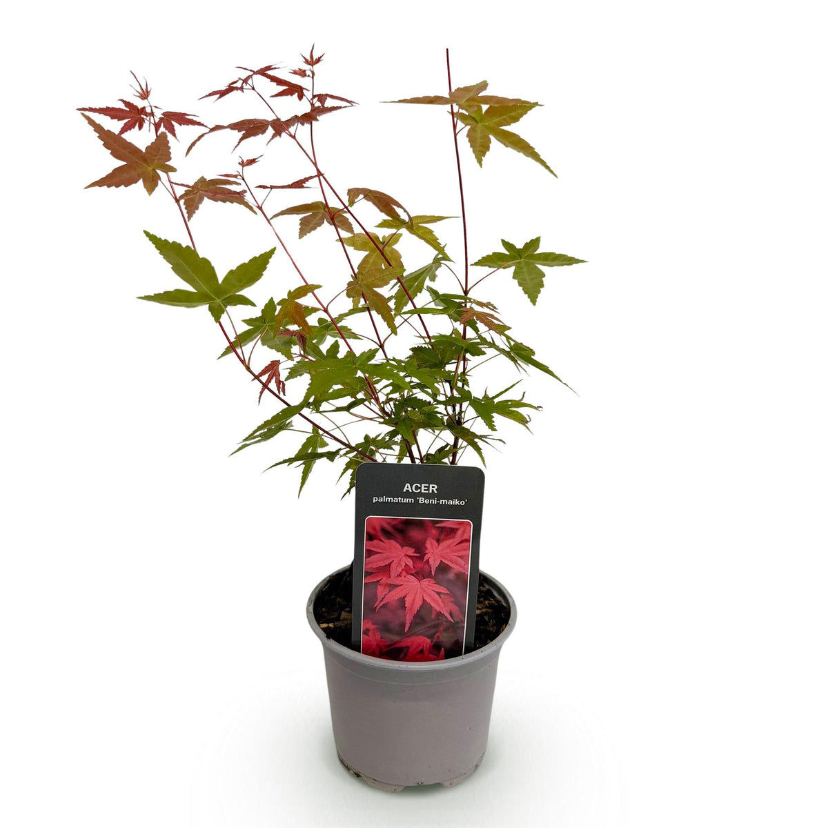 Green boutiQ - Plante de jardin - Acer palmatum Beni-maiko - Rouge - 1 Plante - Caduc - Entretien facile - Pot 12 cm Hauteur 35 cm