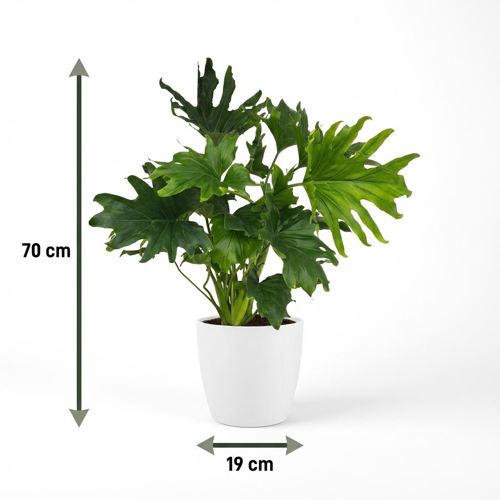 Green boutiQ - Plante d'intérieur - Philodendron - Philodendron Lickety split - Vert - Entretien facile - 1 plante - avec pot blanc - Pot 19cm - Hauteur 70cm