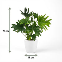 Green boutiQ - Kamerplant - Philodendron - Philodendron Lickety split - Groen - Weinig onderhoud - 1 Plant - met Potter Wit - Pot 19cm - Hoogte 70cm