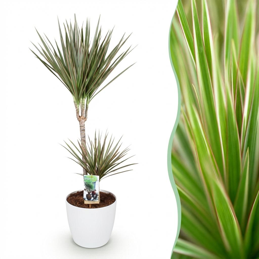 Green BoutiQ - Plantes d'intérieur - Dracaena Marginata Bicolor - Dragonnier - Peu d'entretien - Vert - 1 plante - avec pot blanc - Pot 21 cm - Hauteur 90-100 cm