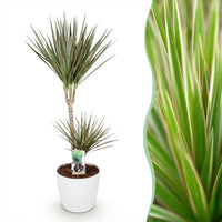 Green BoutiQ - Kamerplanten - Dracaena Marginata Bicolor - Drakenbloedboom - Weinig onderhoud - Groen - 1 Plant - met Potter Wit - Pot 21cm - Hoogte 90-100cm