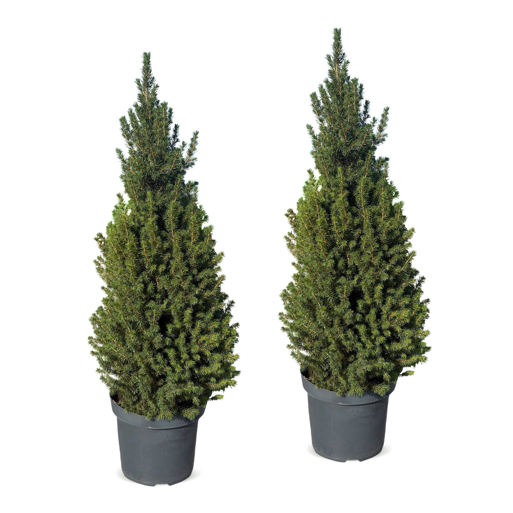 2x Picea glauca Conica - Dwarf Alberta Spruce - Green - Christmas tree - Ø26cm - ↕110cm