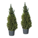 2x Picea glauca Conica - Dwarf Alberta Spruce - Green - Christmas tree - Ø26cm - ↕110cm