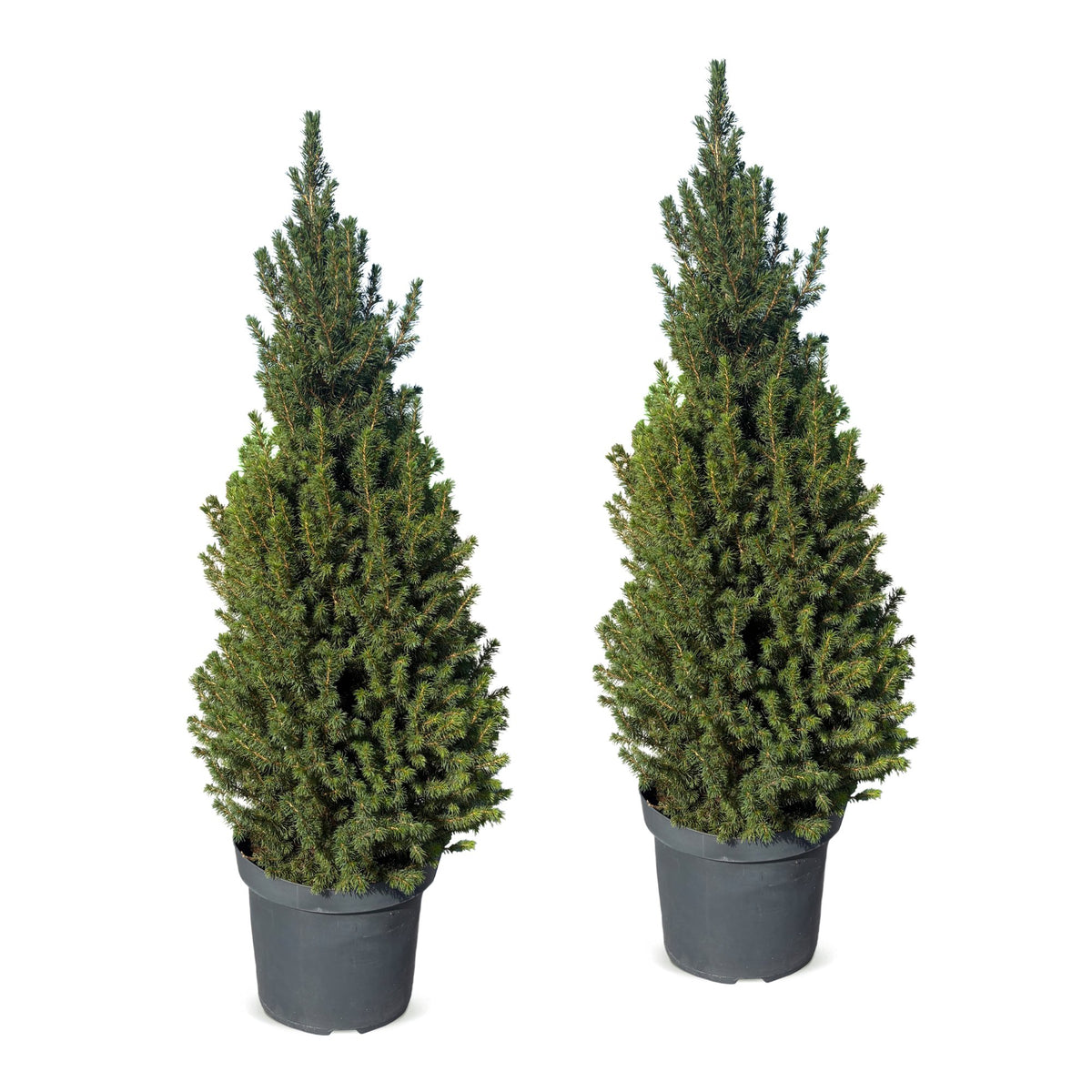 2x Picea glauca Conica - Dwarf Alberta Spruce - Green - Christmas tree - Ø26cm - ↕110cm
