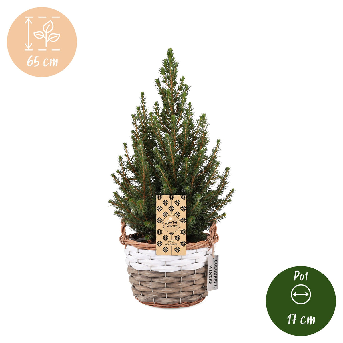 Picea glauca Conica - Dwarf Alberta Spruce - Green - Christmas tree - incl. basket - Ø17cm - ↕65cm