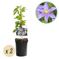 Green boutiQ - Klimplant - Clematis Justa - Bloem Licht Blauw - Weinig onderhoud -2 planten -  Pot 11cm Hoogte 40cm