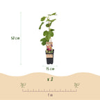 Green boutiQ - Plante fruitière - Ficus carica Rouge de Bordeaux - Figuier - Rustique - Fruit violet - 2 plantes - Pot 15cm - Hauteur 50cm