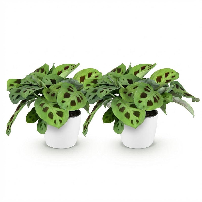 Green boutiQ - Kamerplant - Maranta Fascinator Kerchoveana - Zebraplant - Huisdiervriendelijke Plant - Groen - 2 Planten - met Potter Wit - Pot 12cm - Hoogte 25cm