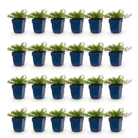 Green boutiQ - Vasteplant - Phlox Benita - Vlambloem - Bodembedekkend - Blauw - 24 Planten - Pot 11cm - Hoogte 15-25cm