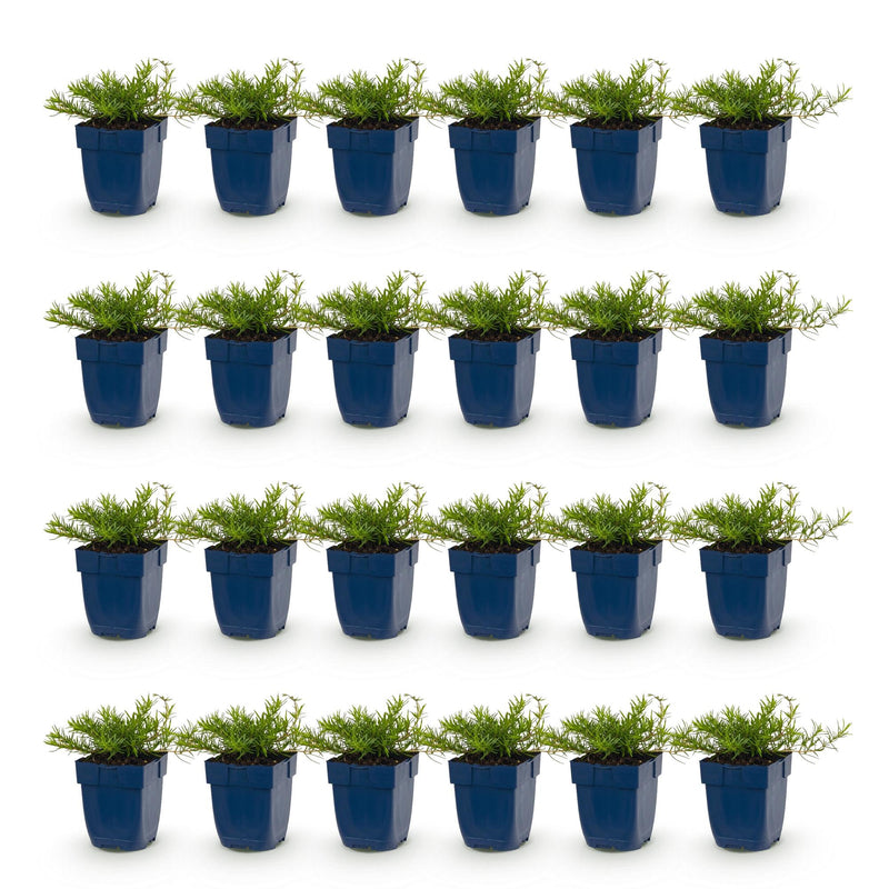Green boutiQ - Vasteplant - Phlox Benita - Vlambloem - Bodembedekkend - Blauw - 24 Planten - Pot 11cm - Hoogte 15-25cm