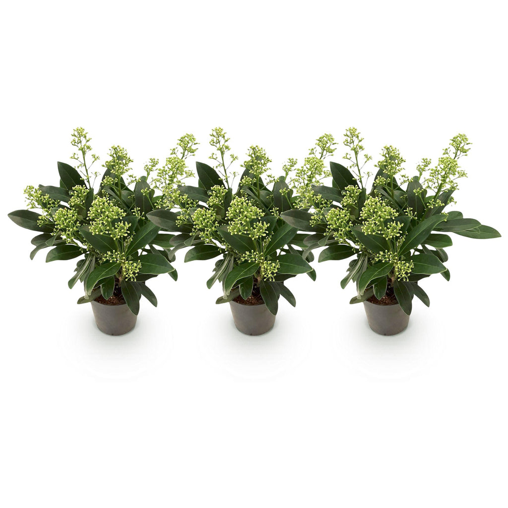 Green boutiQ - Plante de terrasse - Skimmia japonica Finchy - Fleurs blanches - 10+ Fleurs - 3 Plantes - Rustique - Pot 10,5cm Hauteur 25cm