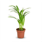 Areca Dypsis Lutescens Palmier doré - Ø 12 cm - Hauteur : 40 cm