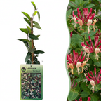 Lonicera jap. 'Red World' - Chèvrefeuille du Japon - Rouge - Rose - Grimpante - Ø9cm - ↕35cm