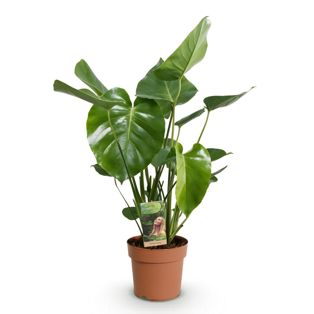 Green BoutiQ - Green is... Plantes d'intérieur - Monstera Deliciosa - Plante à trous - Peu d'entretien - Vert - 1 plante - Pot 21cm - Hauteur 70-80cm