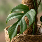 Green boutiQ - Zimmerpflanze - Mini-Fensterblatt - Monstera Minima Moosstab - Grün - pflegeleicht - 1 Pflanze - mit Korb - Topf 19cm - Höhe 90cm